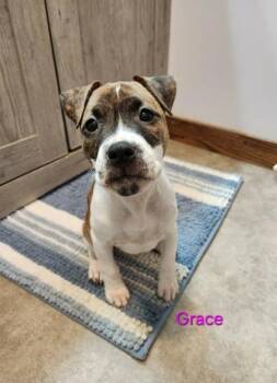 Rescue Mixed Breed Dogs for Adoption in Dekalb, Illinois - Grace | PetCurious