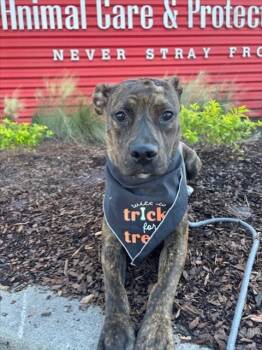 Rescue Mixed Breed Dogs for Adoption in Jacksonville, Florida - APPLE SNOZGAZZER | PetCurious