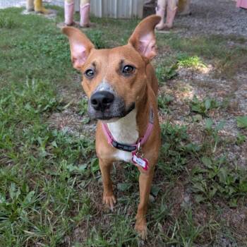 Ruby -  Hound Dog for Adoption in Wake Forest, North Carolina - Ruby | PetCurious