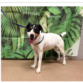 Gogo -  Jack Russell Terrier and None Dog for Adoption in Rockville, Maryland - Gogo | PetCurious