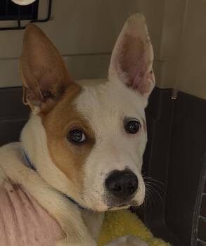 Zeus -  Pit Bull Terrier Dog for Adoption in Vancouver, Washington - Zeus | PetCurious