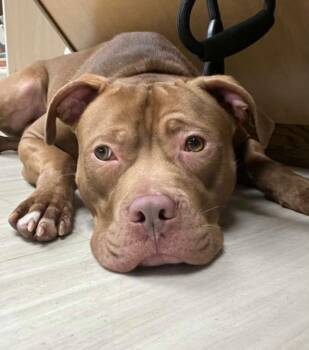 Pit Bull Terrier Dogs Available for Adoption - Finn | PetCurious