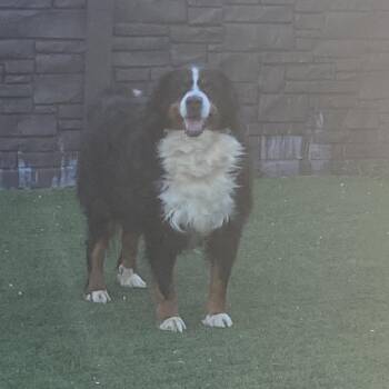 Bernese Mountain Dog Dogs Available for Adoption - Bruno 6372 | PetCurious