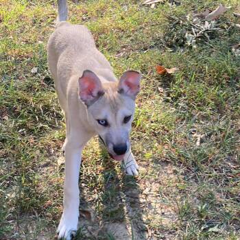 Pickles -  Husky and Australian Shepherd Dog for Adoption - Pickles | PetCurious