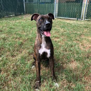Boxer Dogs Available for Adoption in Kyle, Texas - HAZE | PetCurious