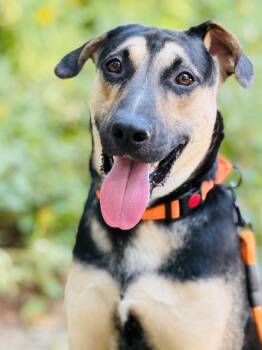 Rescue Shepherd Dogs for Adoption in Fort Worth, Texas - Owen | PetCurious