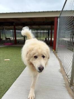 Beaver -  Great Pyrenees Dog for Adoption in Fayetteville, Arkansas - Beaver | PetCurious