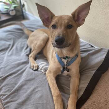 Peanut -  German Shepherd Dog and Great Pyrenees Dog for Adoption in Krum, Texas - Peanut | PetCurious