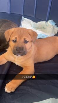 Akita and American Staffordshire Terrier Dogs Available for Adoption - Pumpkin
