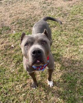 Pit Bull Terrier and Mixed Breed Dogs Available for Adoption - MASE | PetCurious