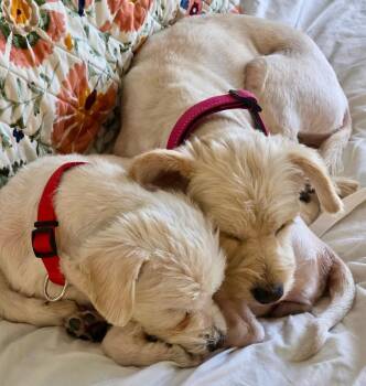 Terrier and West Highland White Terrier Westie Dogs Available for Adoption in Plano, Texas - Lucy & Molly – A Love Story That Comes As A Pair | PetCurious