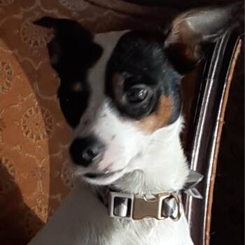 Yam -  Chihuahua Dog for Adoption - Yam | PetCurious