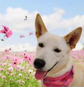 Rescue Terrier Dogs for Adoption in Rowland Heights, California - LISSY | PetCurious