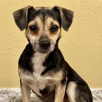 Barger 3183 -  Chihuahua Dog for Adoption in Boca Raton, Florida - Barger 3183 | PetCurious