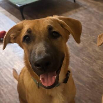 Buffy -  German Shepherd Dog and Mixed Breed Dog for Adoption in Tonopah, Arizona - Buffy | PetCurious