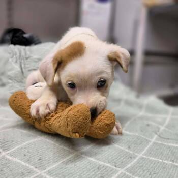 Avery -  Boxer and Great Pyrenees Dog for Adoption in Willingboro, New Jersey - Avery | PetCurious