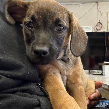Lumi -  Hound and Mixed Breed Dog for Adoption in Hinesville, Georgia - Lumi | PetCurious