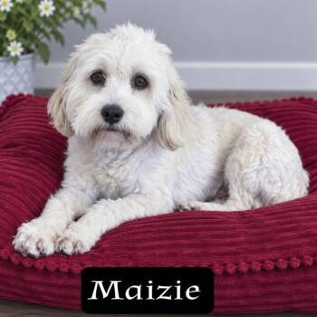 Maizie -  Miniature Poodle and Spaniel Dog for Adoption in Fairfield, Connecticut - Maizie | PetCurious