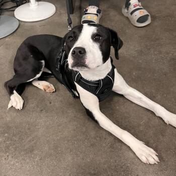 Callie 2 -  Border Collie and Mixed Breed Dog for Adoption in Tampa, Florida - Callie 2 | PetCurious