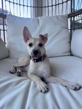 Ella -  Chihuahua Dog for Adoption in New Smyrna Beach, Florida - Ella | PetCurious