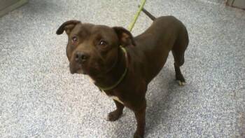 Pit Bull Terrier Dogs Available for Adoption in Charlotte, North Carolina - DAVEY | PetCurious