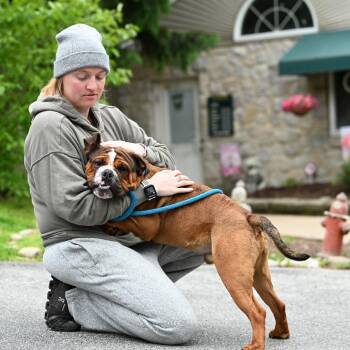 American Bulldog Dogs Available for Adoption in Chester Springs, Pennsylvania - Boxer | PetCurious