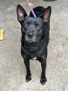 Pellegrina -  Labrador Retriever Dog for Adoption in Chicago, Illinois - Pellegrina | PetCurious