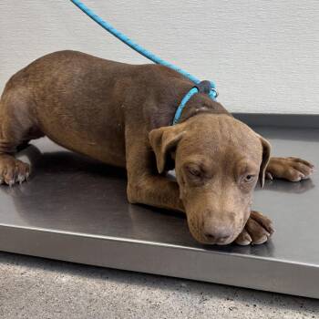 110916 -  Mixed Breed Dog for Adoption in Las Cruces, New Mexico - 110916 | PetCurious
