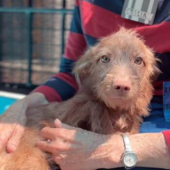 Briggs -  Terrier Dog for Adoption in Copiague, New York - Briggs | PetCurious