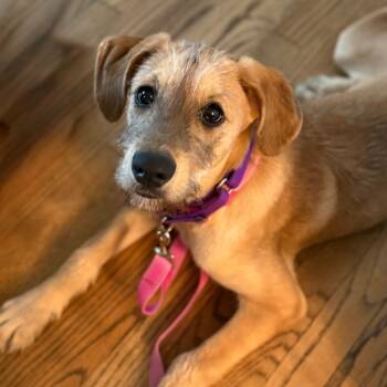 Rescue Schnauzer and Mixed Breed Dogs for Adoption in Fairfax Station, Virginia - Buffy | PetCurious