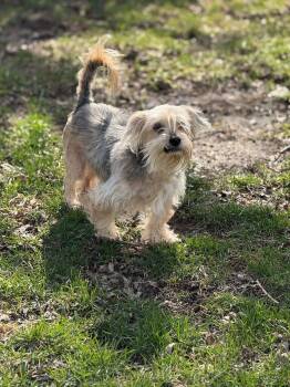 Yorkshire Terrier Dogs Available for Adoption in Elwood, Illinois - Harry | PetCurious