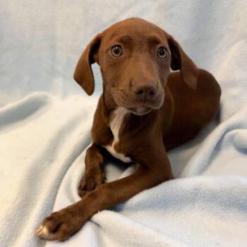 Labrador Retriever Dogs Available for Adoption in Sterling, Massachusetts - Kissa - 12 Weeks ( Avail 6/3) | PetCurious