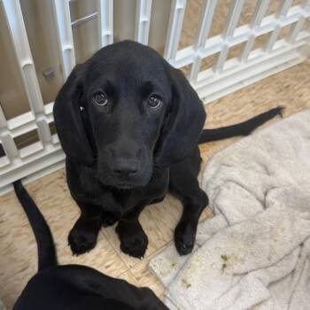 Odessa -  Basset Hound and Black Labrador Retriever Dog for Adoption in Breese, Illinois - Odessa | PetCurious