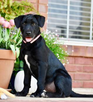 LITTLE MISS BLACK MARVEL LUVS KIDS -  Labrador Retriever Dog for Adoption in Franklin, Tennessee - LITTLE MISS BLACK MARVEL LUVS KIDS | PetCurious