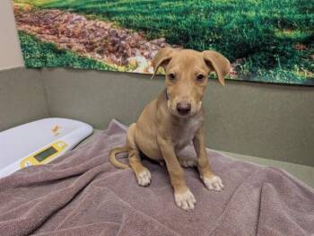 A554080 -  Labrador Retriever and Mixed Breed Dog for Adoption in Moreno Valley, California - A554080 | PetCurious