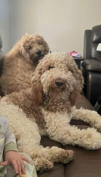Goldendoodle Dogs Available for Adoption in Maple Glen, Pennsylvania - Kali And Jose  | PetCurious