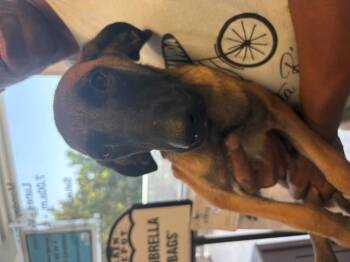 BONNIE -  German Shepherd Dog and Mixed Breed Dog for Adoption in Doral, Florida - BONNIE | PetCurious