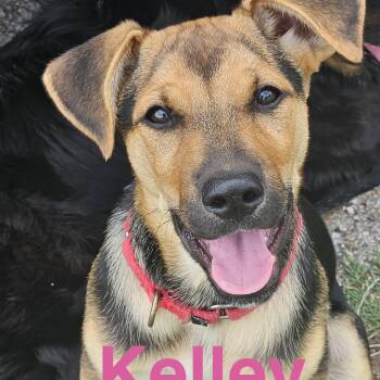 Labrador Retriever and Shepherd Dogs Available for Adoption in Austin, Texas - Kelly | PetCurious