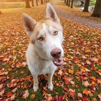 Rescue Siberian Husky Dogs for Adoption in Floresville, Texas - Bronco | PetCurious