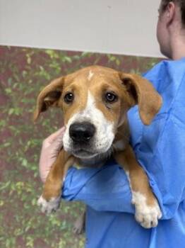 Slinky -  Mastiff and Mixed Breed Dog for Adoption in San Antonio, Texas - Slinky | PetCurious