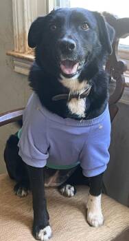 Retriever Dogs Available for Adoption in Decatur, Georgia - Jasmine | PetCurious