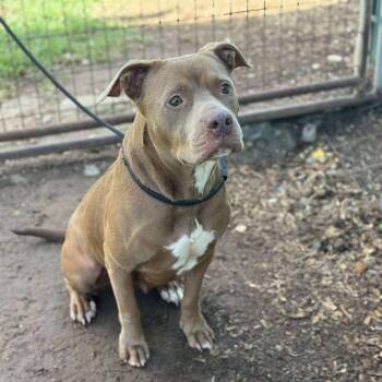 Rescue Pit Bull Terrier Dogs for Adoption in Anahuac, Texas - Rio | PetCurious