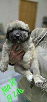 Rescue Anatolian Shepherd Dogs for Adoption in Shawnee, Oklahoma - Bacon | PetCurious