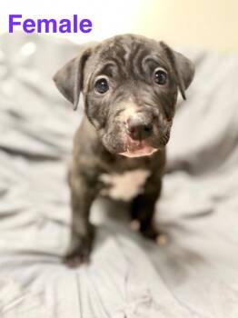 Genny pup3 -  Mastiff and Mixed Breed Dog for Adoption in Muskegon, Michigan - Genny Pup3 | PetCurious