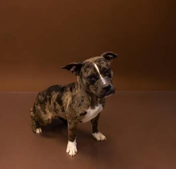 Ic 15c Tokyo -  Pit Bull Terrier Dog for Adoption in Lawrenceville, Georgia - Ic 15c Tokyo | PetCurious