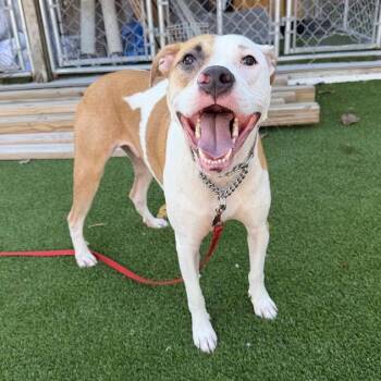 Flapjack -  Mixed Breed Dog for Adoption in Savannah, Georgia - Flapjack | PetCurious
