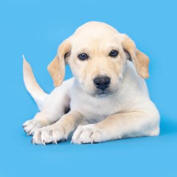 Mixed Breed Dogs Available for Adoption in Franklin, Tennessee - Preston | PetCurious
