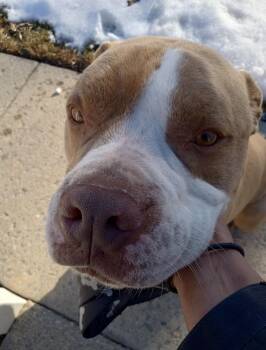 Rescue American Staffordshire Terrier Dogs for Adoption in West Springfield, Virginia - Odin | PetCurious