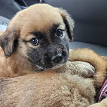 Finn -  Shepherd and Shiba Inu Dog for Adoption in Phoenix, Arizona - Finn | PetCurious