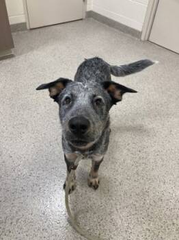 Rescue Australian Cattle Dog Blue Heeler and Mixed Breed Dogs for Adoption in Fishers, Indiana - Robert | PetCurious